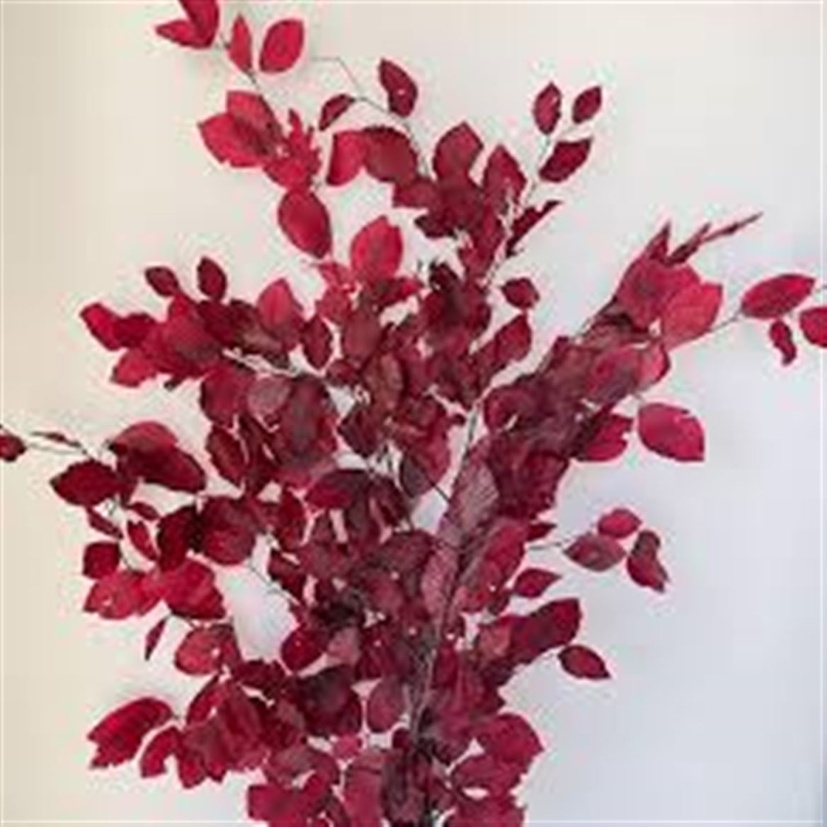 Preserved Faggio Premium - Hot Pink - 150 Gr.