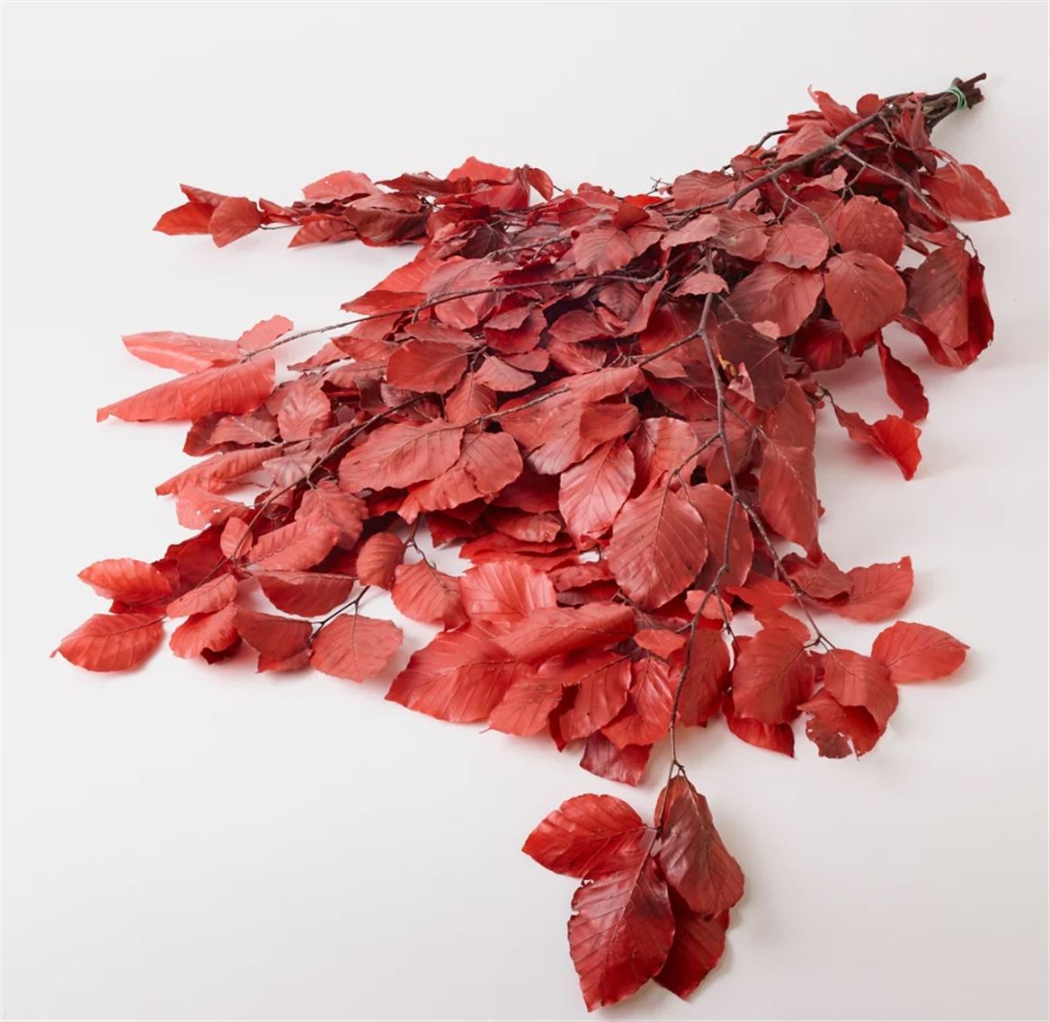 Preserved Faggio Premium - Rosso - 150 Gr.