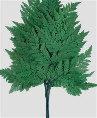 Preserved Felce Holly 10 Steli - Green - 120 Gr.