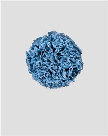 Preserved Garofano 8pz - Dusty Blue - D.5-6cm H.6