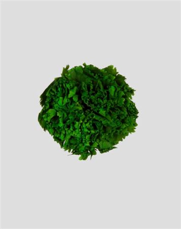 Preserved Garofano 8pz - For. Green - D.5-6cm H.6