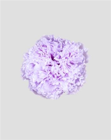 Preserved Garofano 8pz - Lilac - D.5-6cm H.6