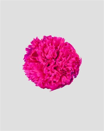 Preserved Garofano 8pz - Magenta - D.5-6cm H.6