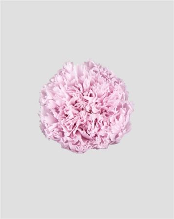 Preserved Garofano 8pz - Pale Pink - D.5-6cm H.6