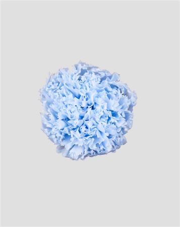 Preserved Garofano 8pz - Pastel Blue - D.5-6cm H.6