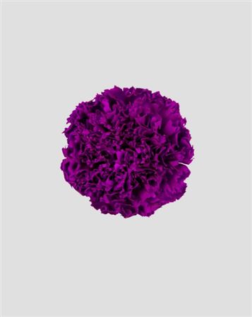 Preserved Garofano 8pz - Purple - D.5-6cm H.6