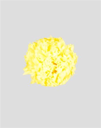 Preserved Garofano 8pz - Yellow - D.5-6cm H.6