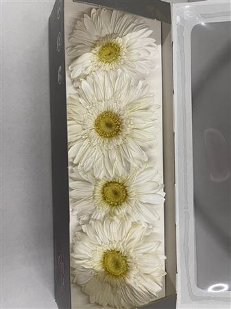 Preserved Gerbera White - D.8cm