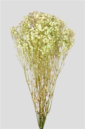 Preserved Gypsophila Lime Green - 120 Gr.