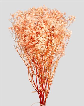 Preserved Gypsophila Orange - 120 Gr.