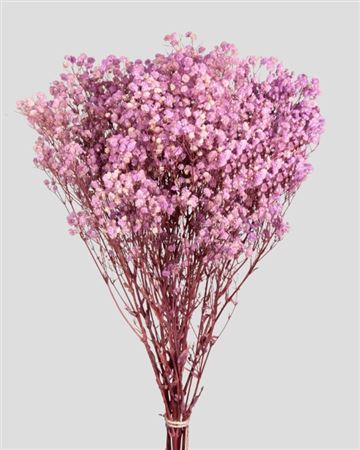 Preserved Gypsophila Pale Pink - 120 Gr.