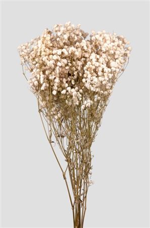 Preserved Gypsophila Premium White - 120 Gr.