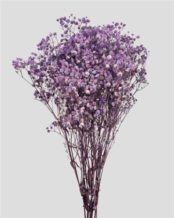 Preserved Gypsophila Violet - 120 Gr.