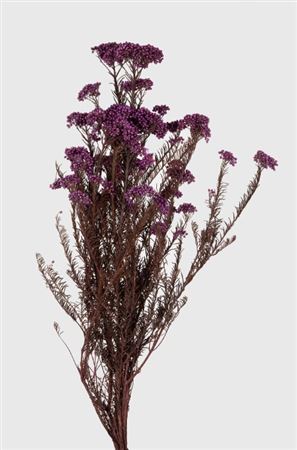 Preserved Helichrysum Lilac - 150 Gr.