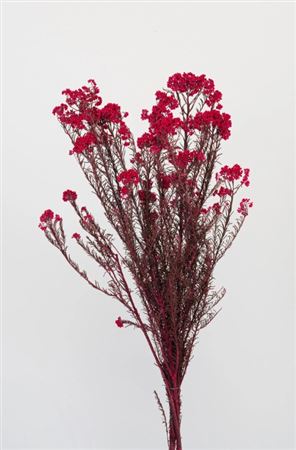 Preserved Helichrysum Magenta - 150 Gr.