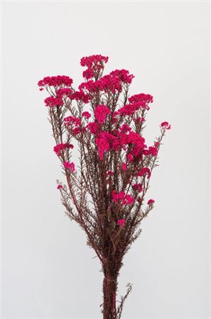 Preserved Helichrysum Pink - 150 Gr.