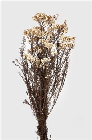 Preserved Helichrysum White - 150 Gr.