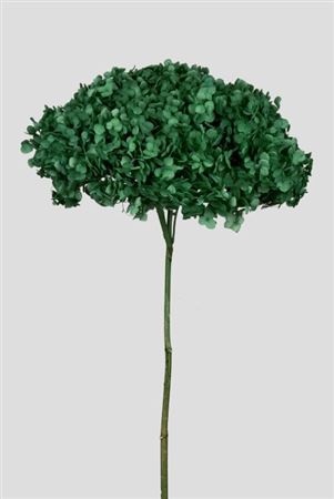 Preserved Hydrangea Annabelle Forest Green D.25cm