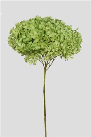 Preserved Hydrangea Annabelle Fresh Green D.25cm