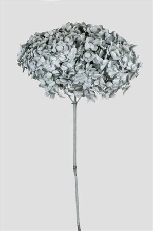 Preserved Hydrangea Annabelle Grey D.25cm
