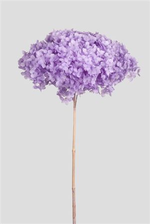 Preserved Hydrangea Annabelle Lilac D.25cm