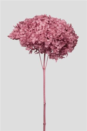 Preserved Hydrangea Annabelle Mauve D.25cm