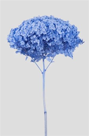 Preserved Hydrangea Annabelle Misty Blue D.25cm