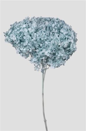 Preserved Hydrangea Annabelle Pale Blue D.25cm