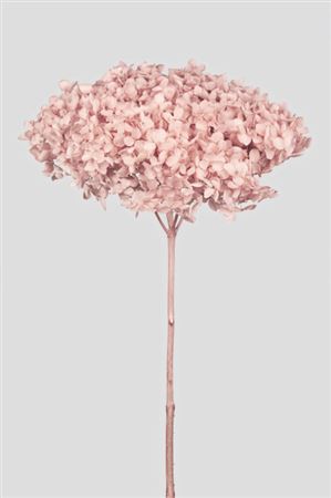 Preserved Hydrangea Annabelle Pastel Pink D.25cm