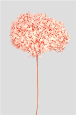 Preserved Hydrangea Annabelle Peach Rose D.25cm