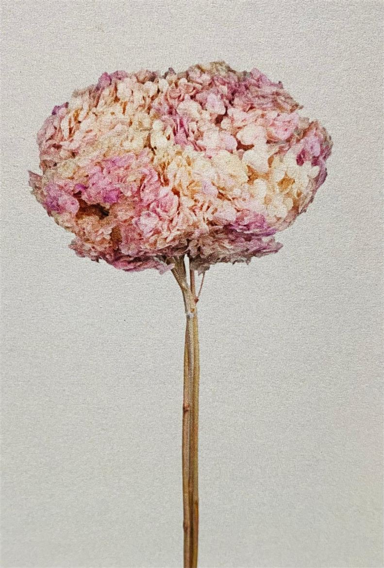 Preserved Hydrangea Annabelle Spring Grad. D.25cm