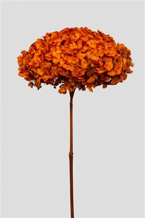 Preserved Hydrangea Annabelle Valen. Orange D.25cm