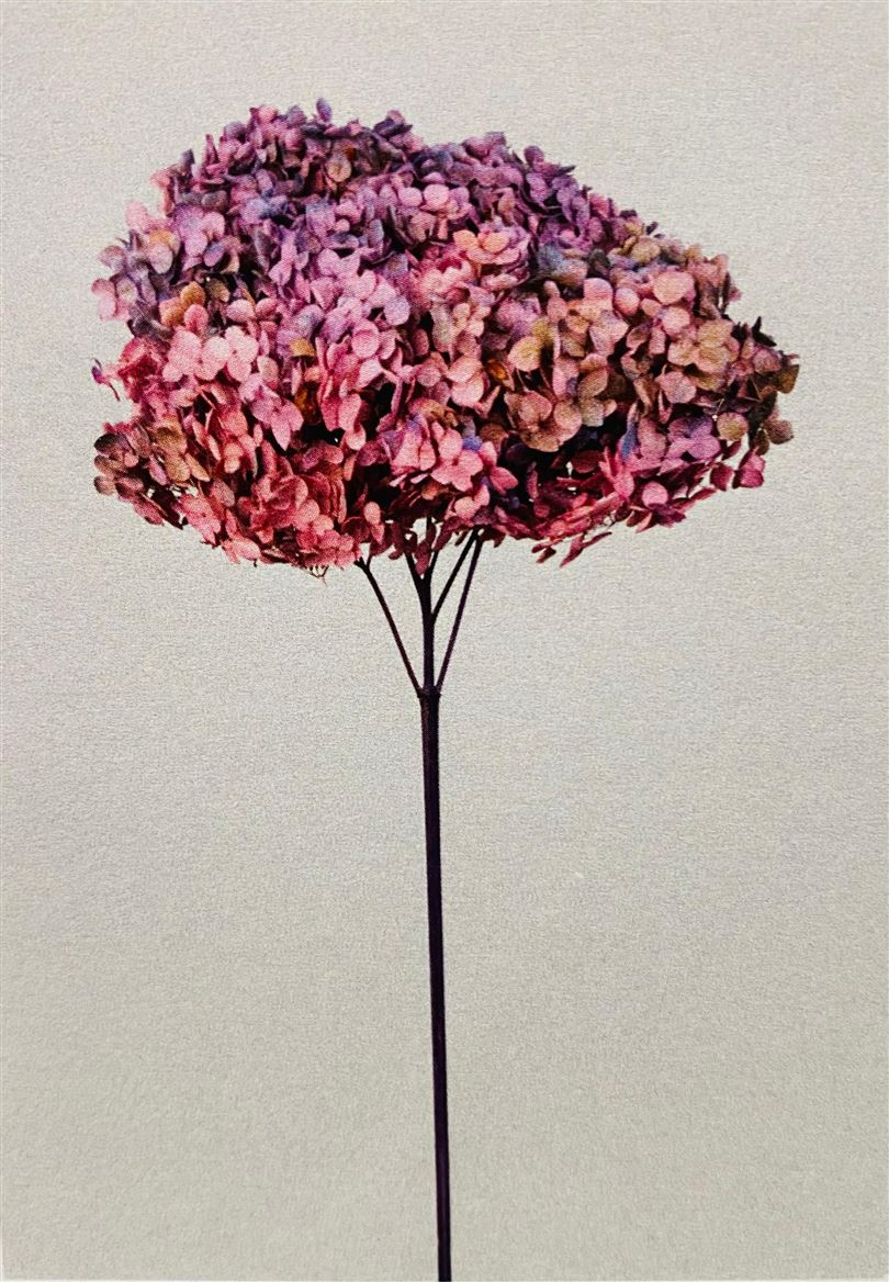 Preserved Hydrangea Annabelle Winter Grad. D.25cm