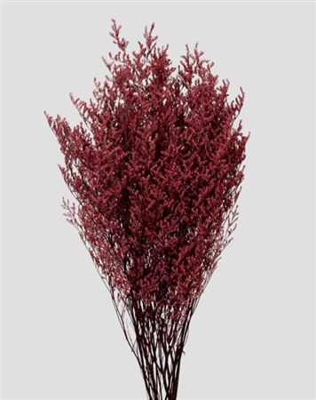Preserved Limonium - Burgundy - 100 Gr.