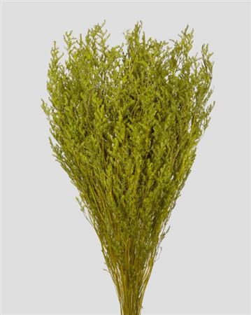 Preserved Limonium - Green - 100 Gr.