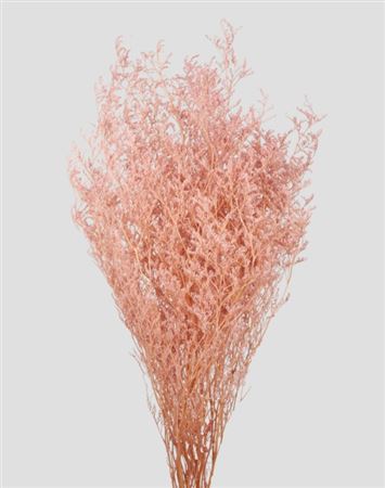 Preserved Limonium - Silky Pink - 100 Gr.