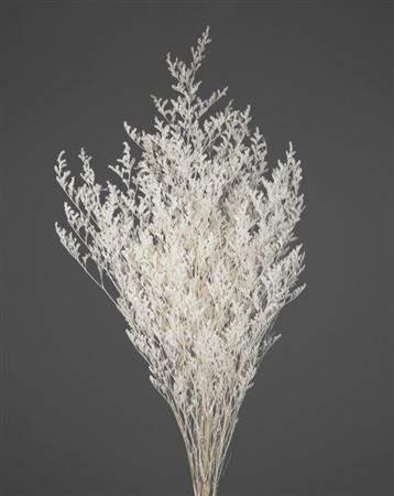 Preserved Limonium - White - 100 Gr.