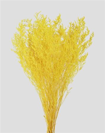 Preserved Limonium - Yellow - 100 Gr.