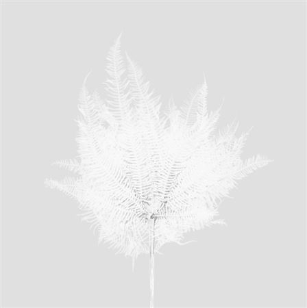 Preserved Felce Mountain - White - 120 Gr.