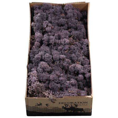 Preserved Muschio Iceland Aubergine - 500 Gr.