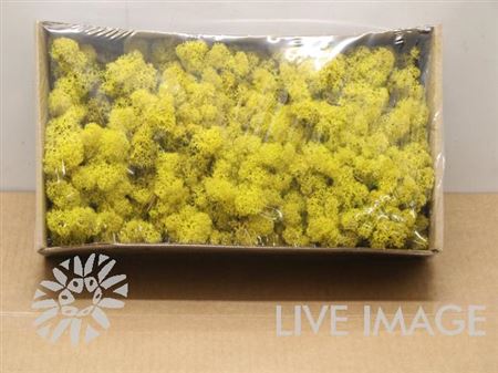Preserved Muschio Iceland Lemon Yellow - 500 Gr.