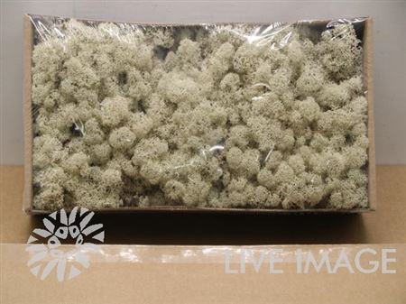 Preserved Muschio Iceland Naturel - 500 Gr.