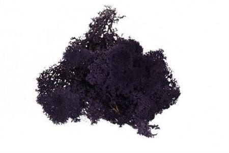 Preserved Muschio Iceland Paint Aubergine - 500 Gr