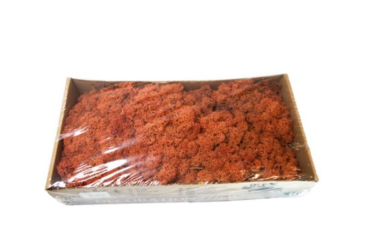 Preserved Muschio Iceland Paint Mango - 500 Gr.