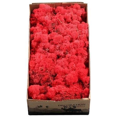 Preserved Muschio Iceland Paint Red - 500 Gr.