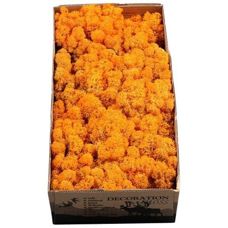 Preserved Muschio (reindeer) Oranje - 500 Gr.