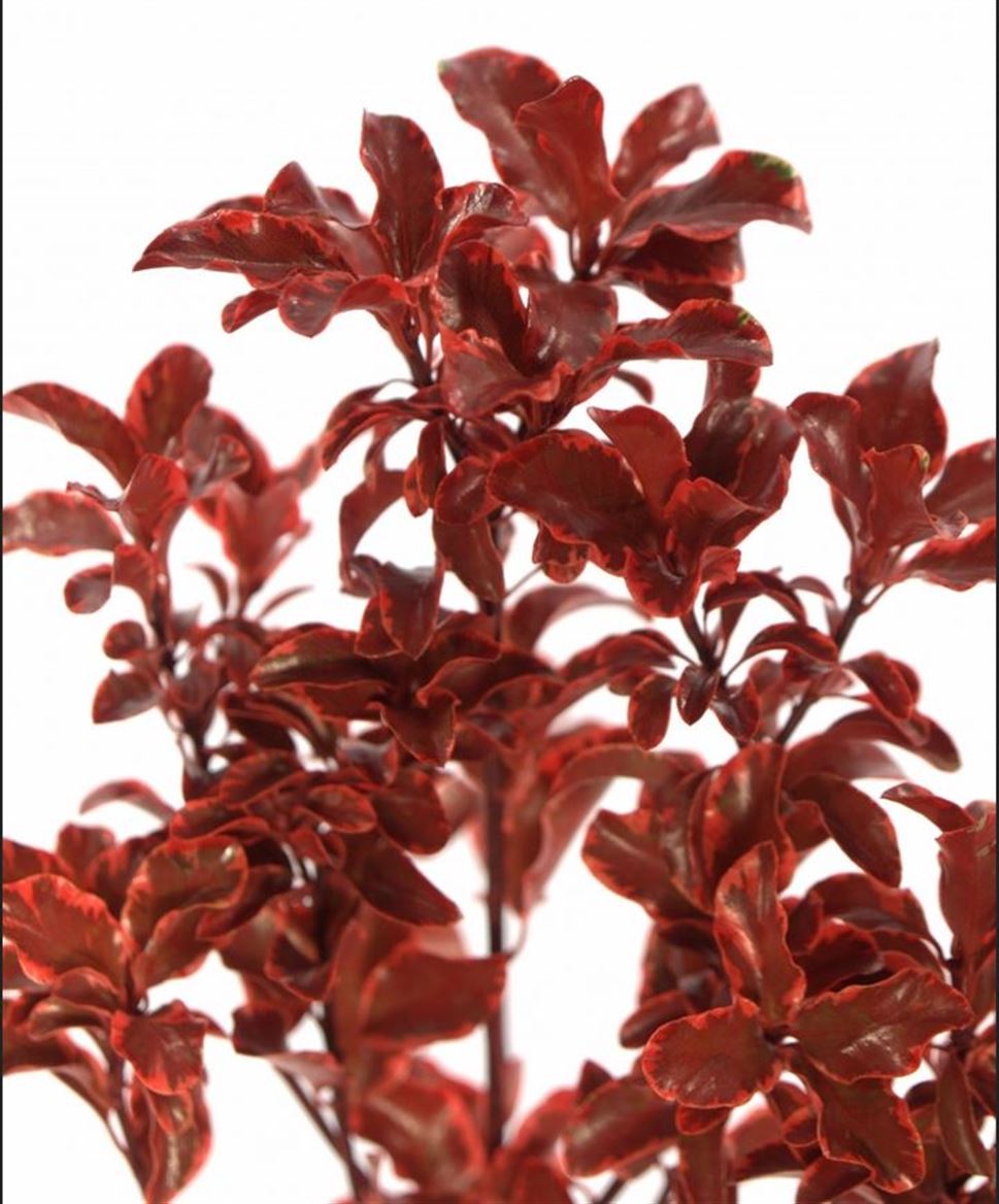 Preserved Nigrikaus Rosso 100gr