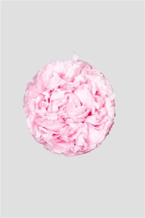 Preserved Peonia - Pink D.8.5cm