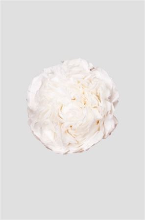 Preserved Peonia - White D.8.5cm