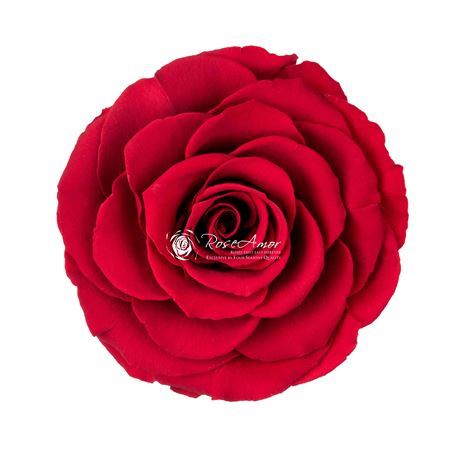 Preserved Rosa Bella Red 02 - D.9cm